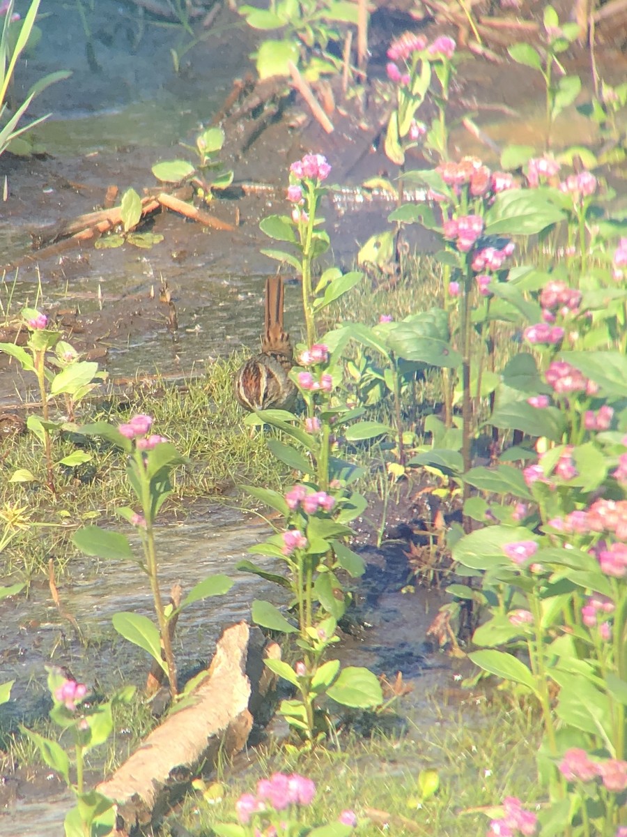 Swamp Sparrow - ML181724361