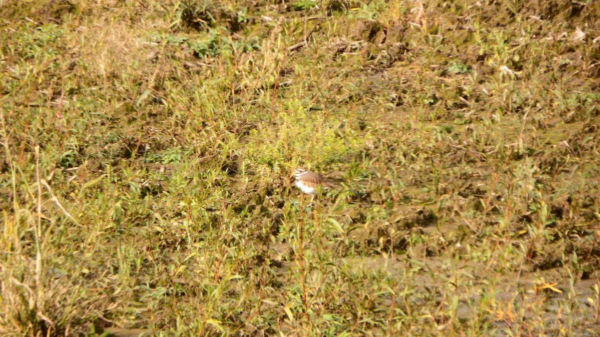 Killdeer - ML181726321