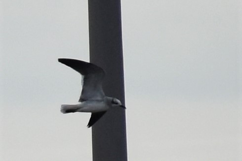 Laughing Gull - ML181727131