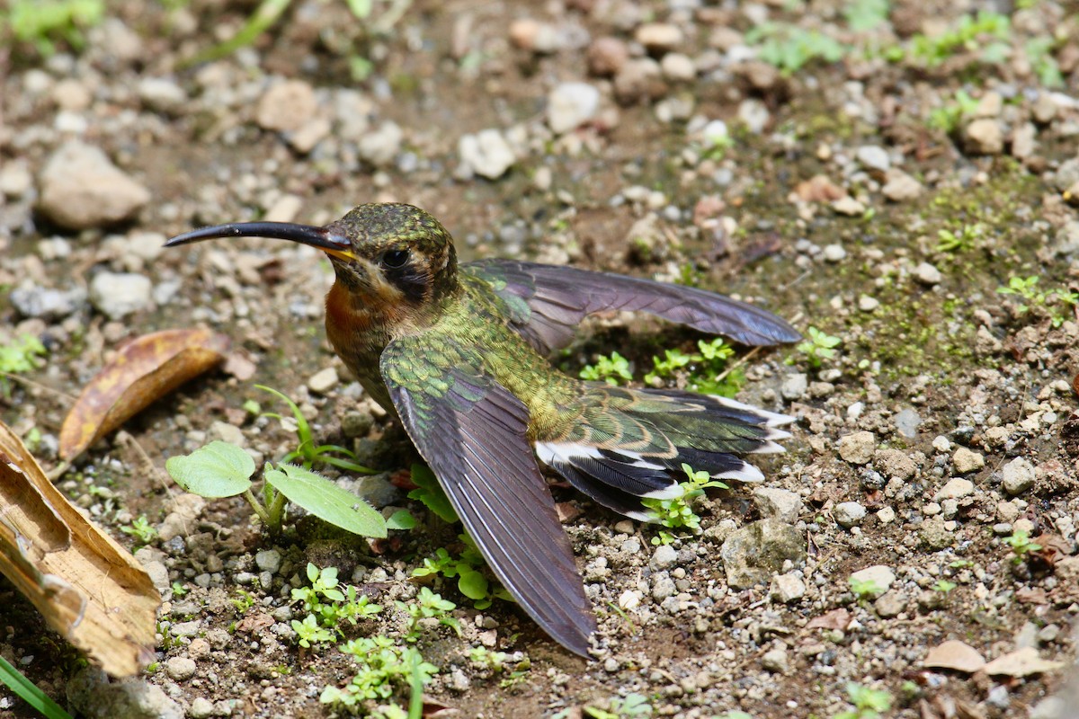 Полосатохвостый колибри-отшельник - ML181727361