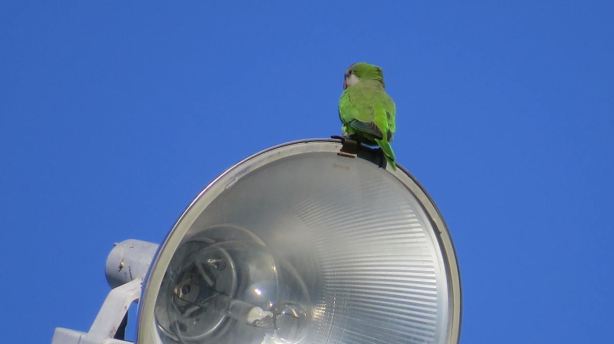 Monk Parakeet - ML181727451