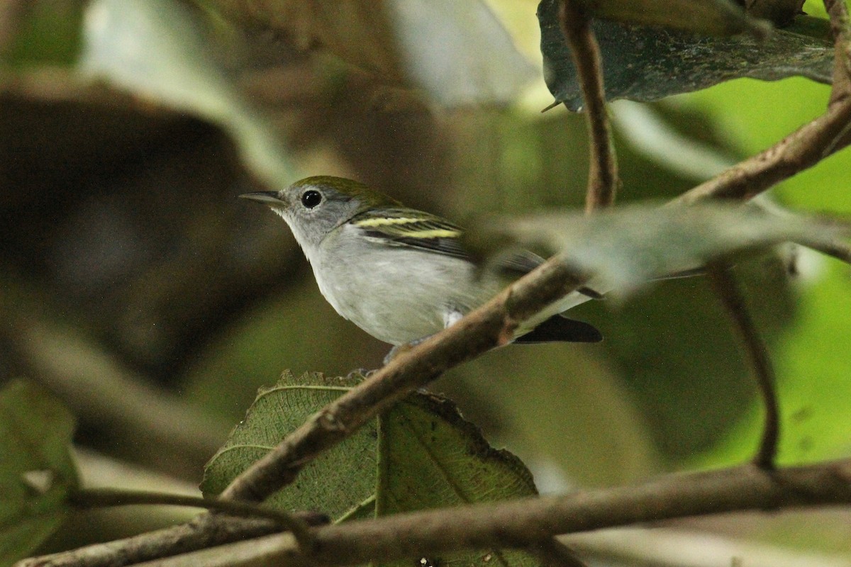 Chestnut-sided Warbler - Paul Newsam