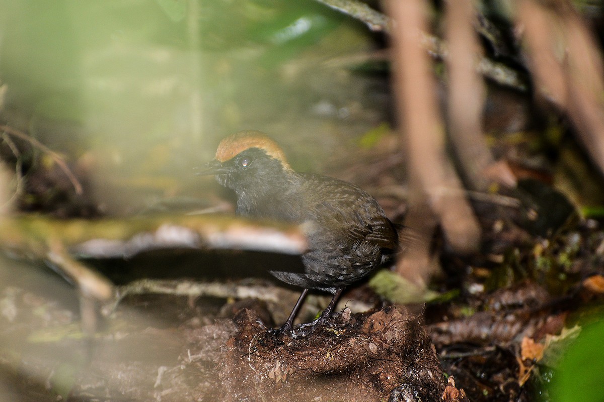 Rufous-capped Antthrush - ML181728271