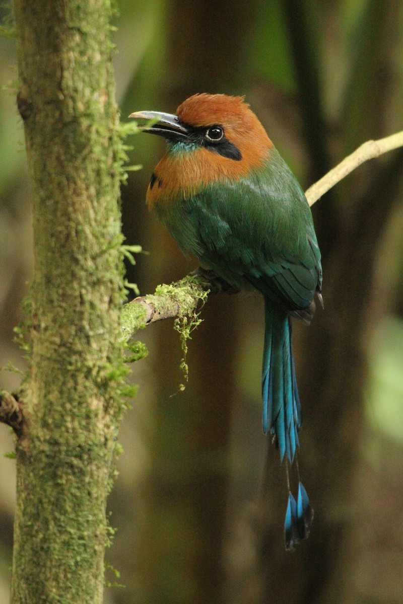 Broad-billed Motmot - Paul Newsam