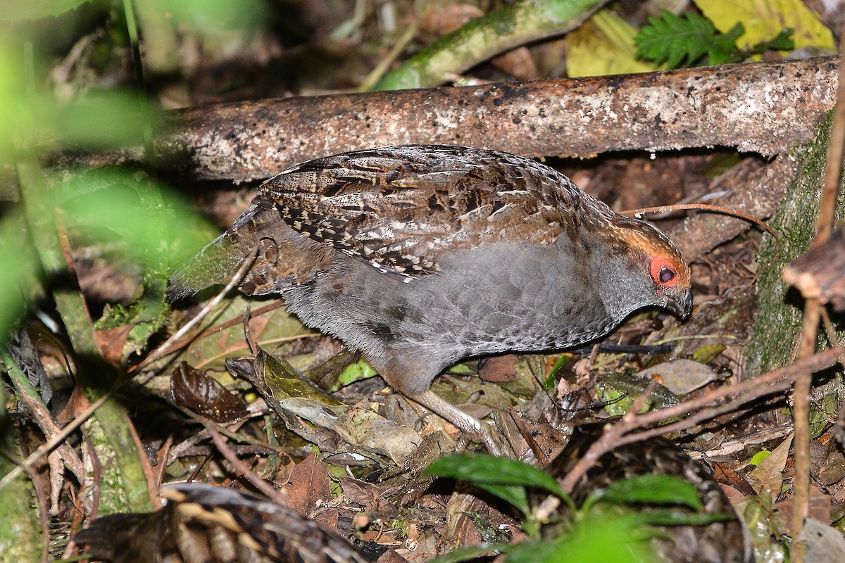 Spot-winged Wood-Quail - ML181728701