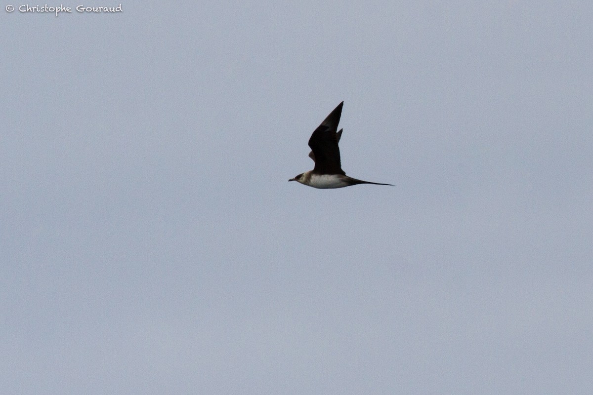 Long-tailed Jaeger - ML181728731