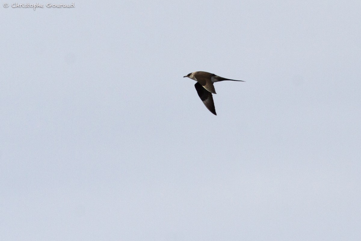 Long-tailed Jaeger - ML181728741