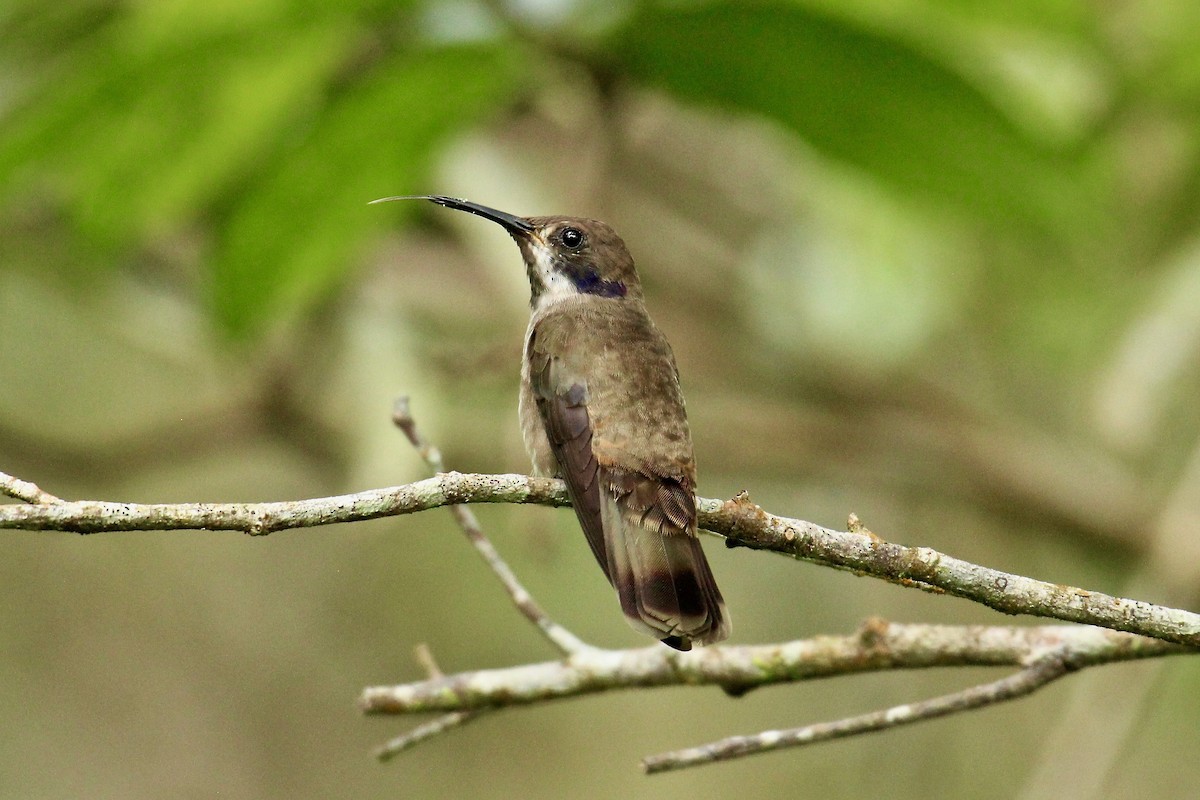 kolibřík fialovouchý - ML181729041