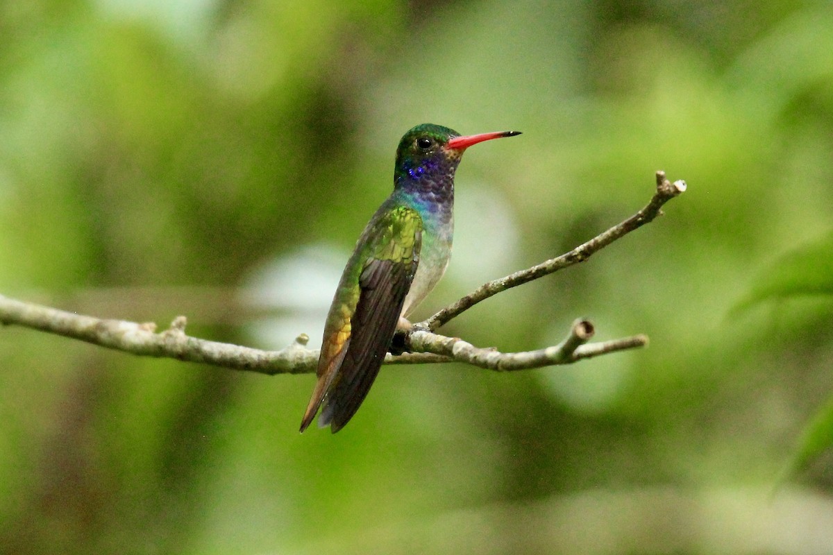 Blue-throated Goldentail - Paul Newsam