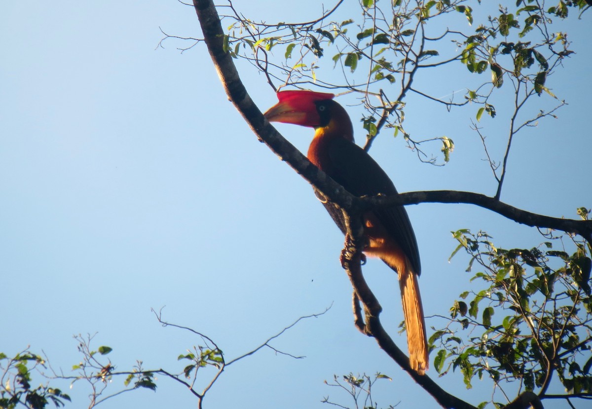 Rufous Hornbill - ML181729131