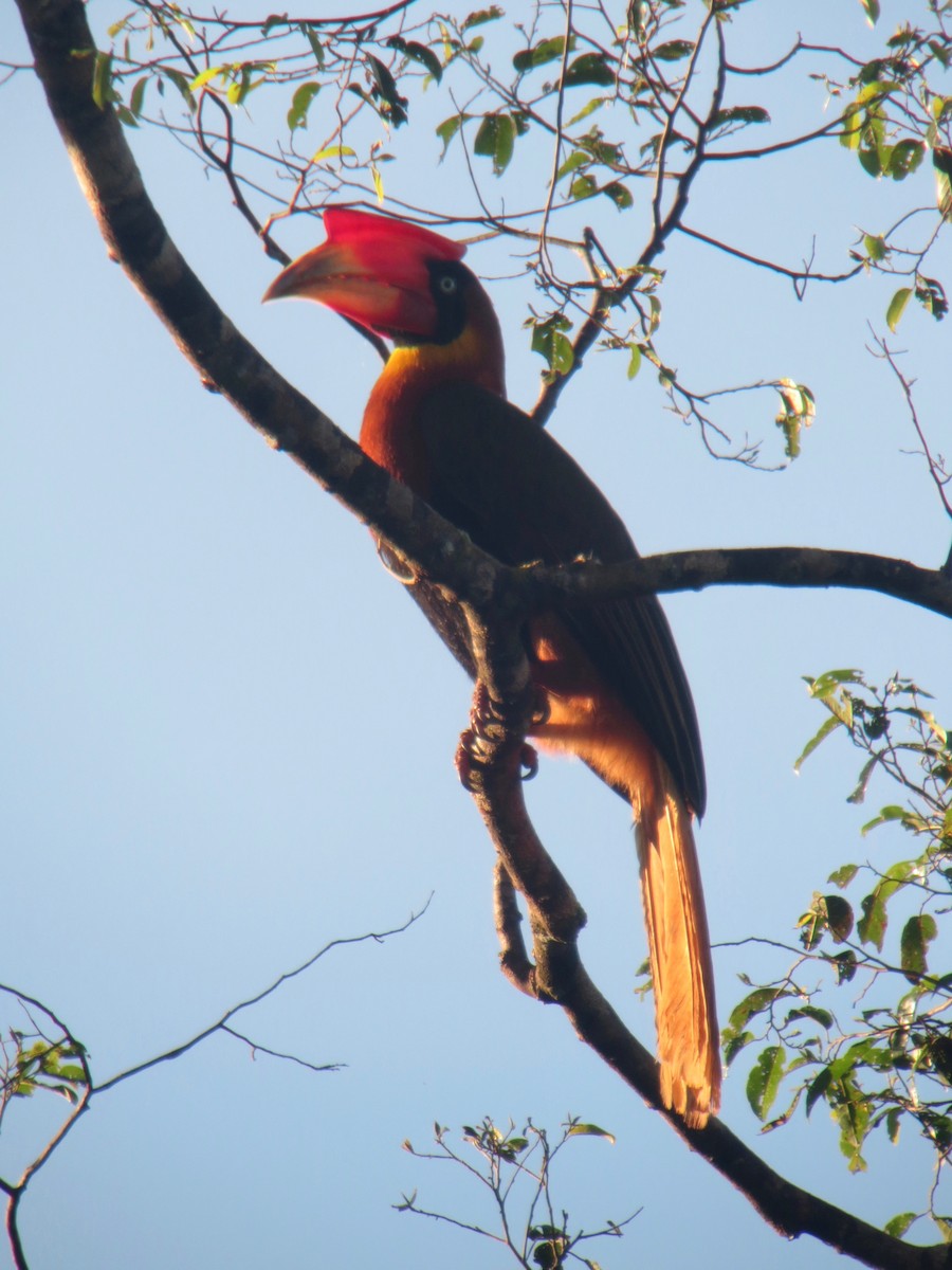 Rufous Hornbill - ML181729151