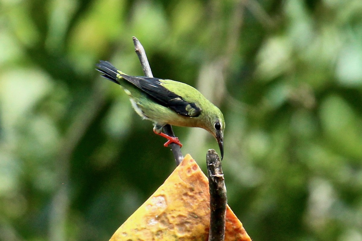 Red-legged Honeycreeper - Paul Newsam