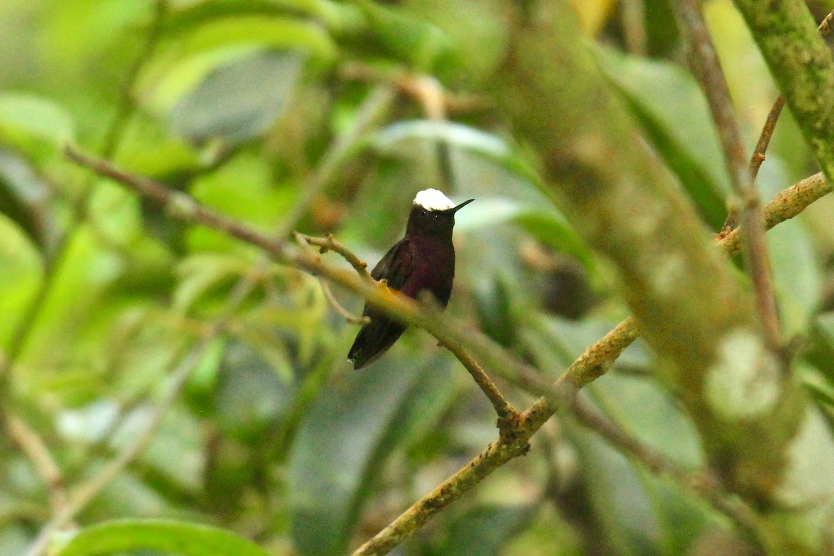 kolibřík běločelý - ML181730711