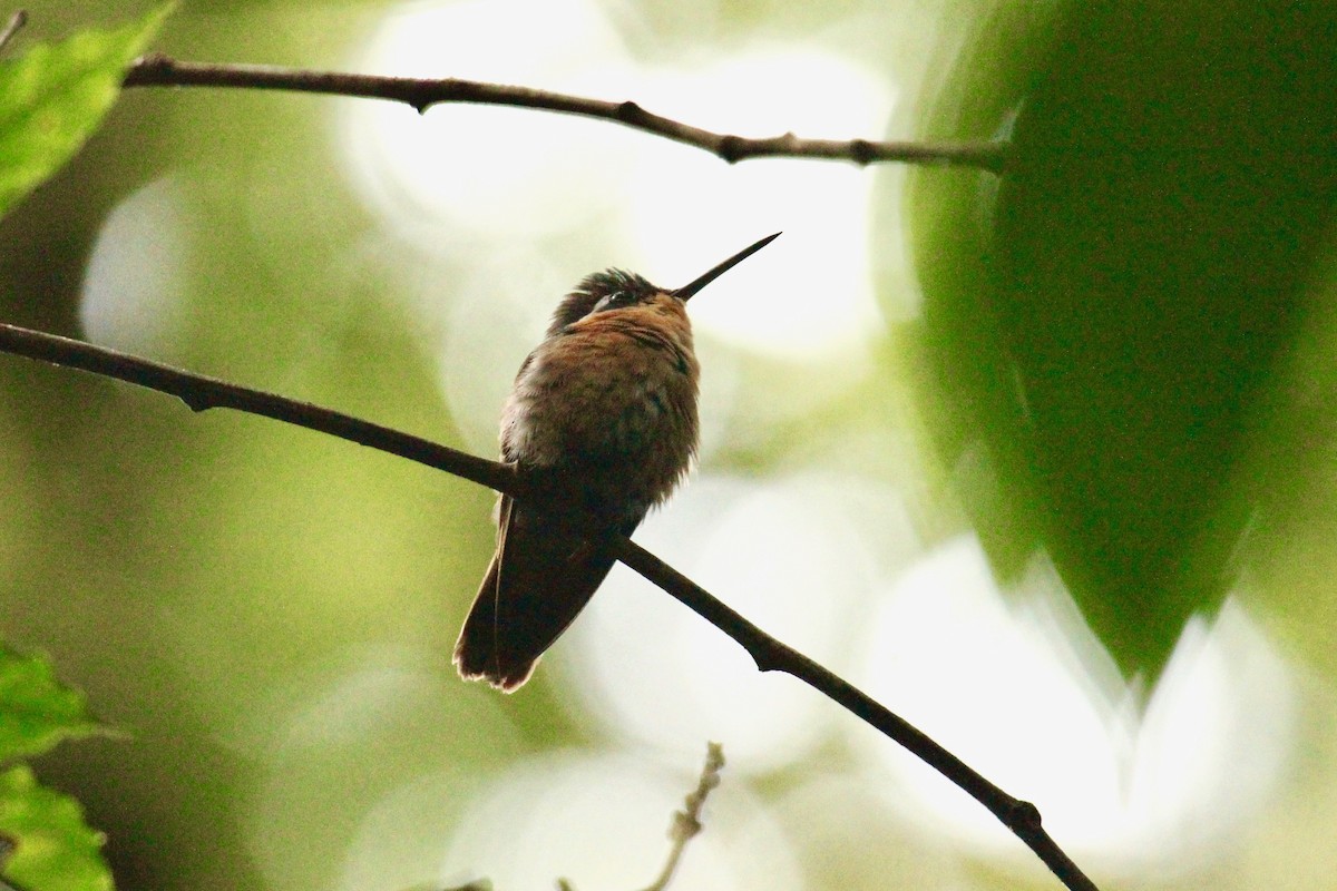 kolibřík fialovohrdlý - ML181731601