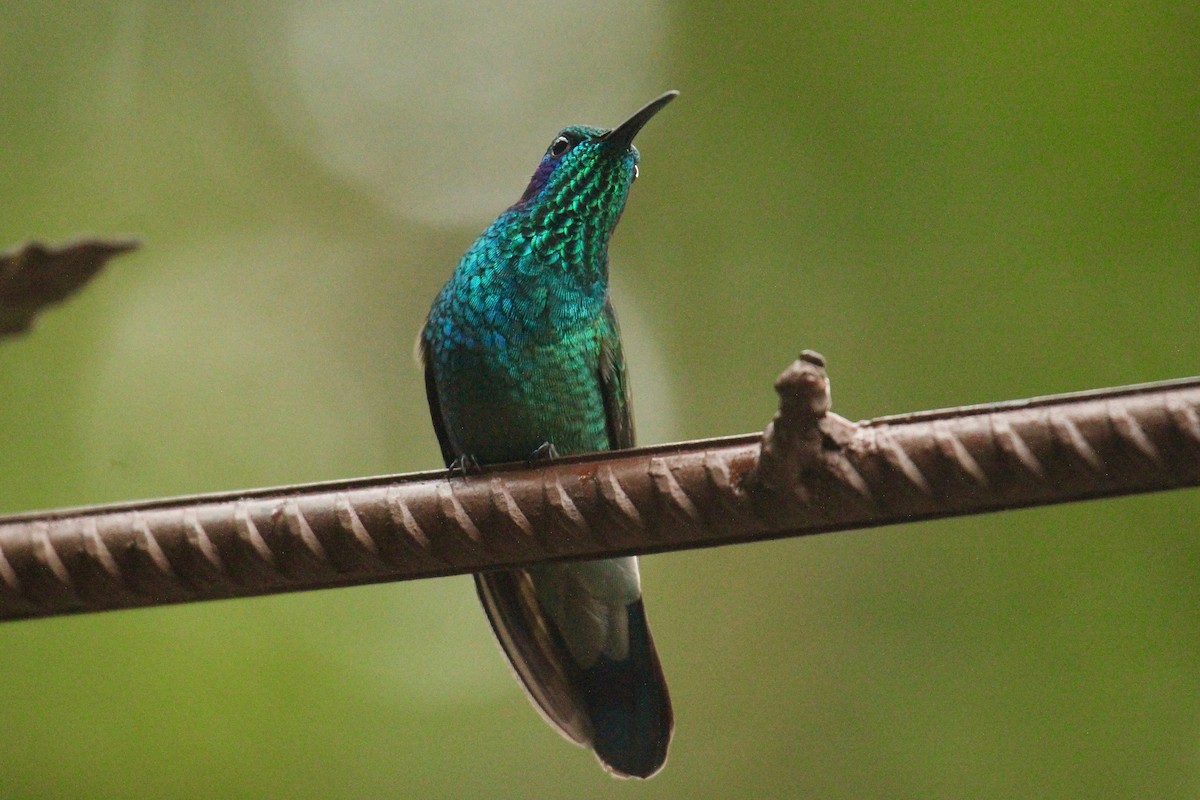 kolibřík modrouchý - ML181731791
