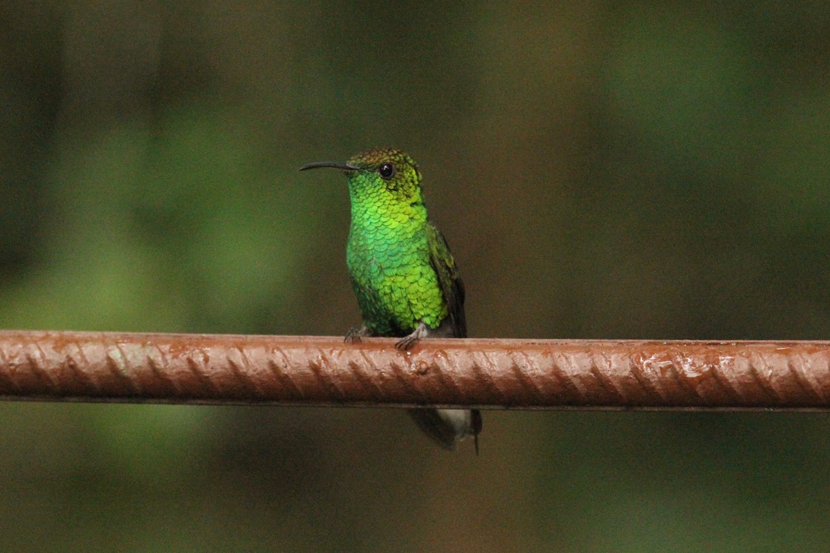 Coppery-headed Emerald - Paul Newsam