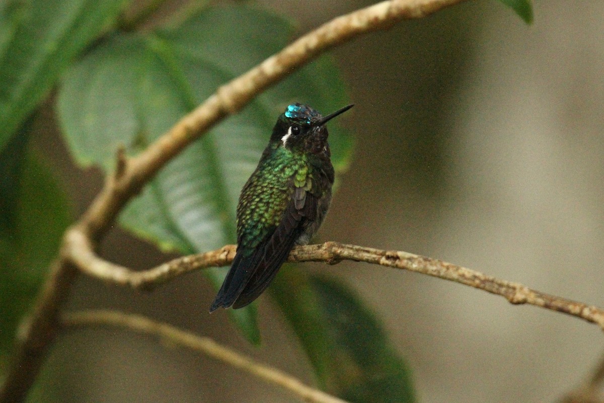 kolibřík fialovohrdlý - ML181731921