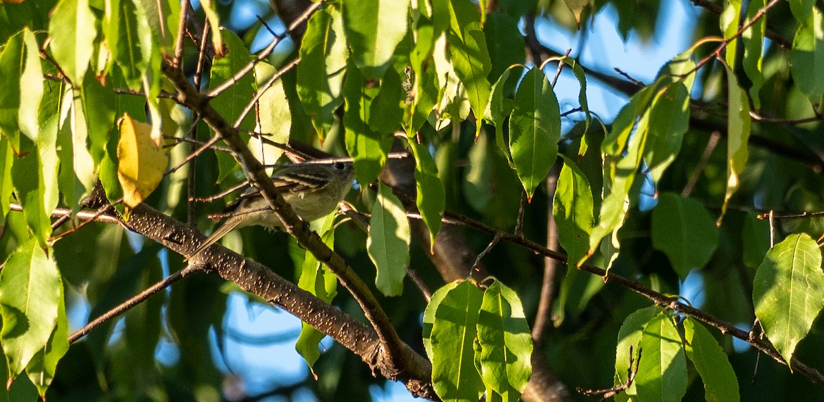 Acadian Flycatcher - ML181732311