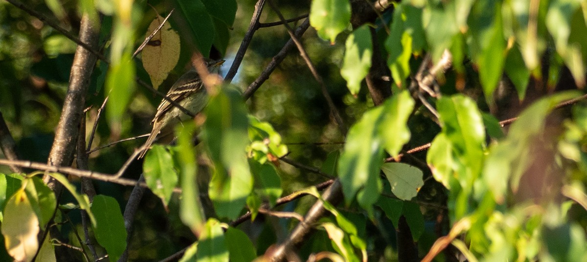 Acadian Flycatcher - ML181732321