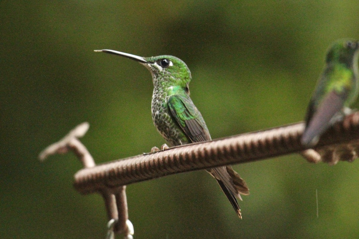 kolibřík subtropický - ML181732611