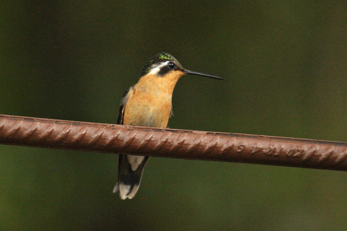 kolibřík fialovohrdlý - ML181732681