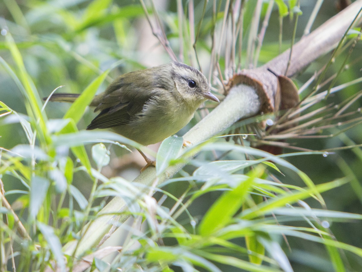 Three-striped Warbler - ML181733381