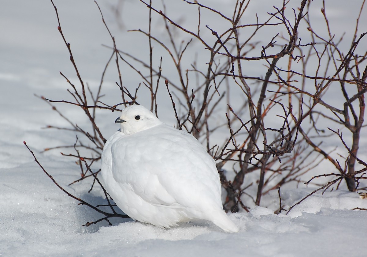 White-tailed Ptarmigan - Timo Mitzen
