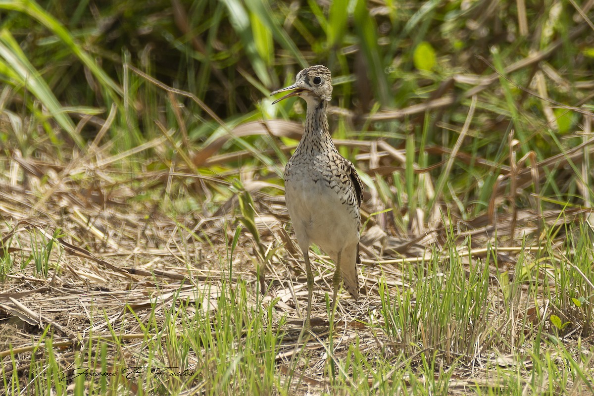 Upland Sandpiper - Jerome Foster