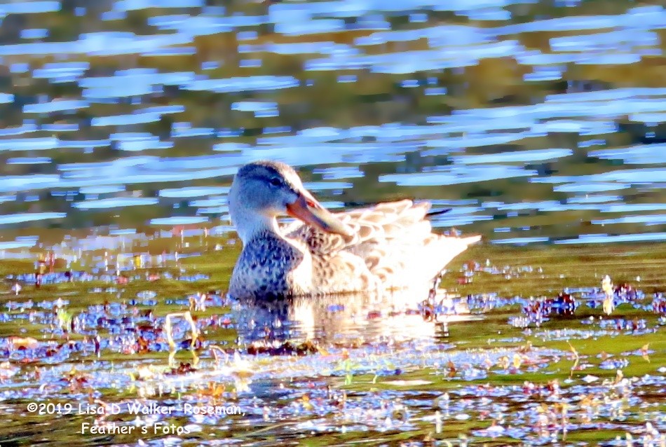 Northern Shoveler - ML181738371