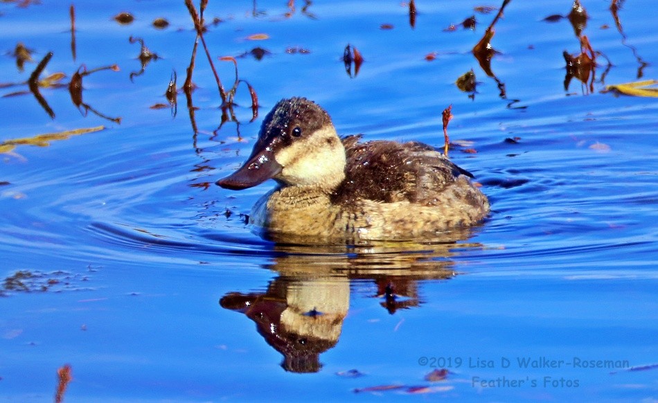 Ruddy Duck - ML181738381