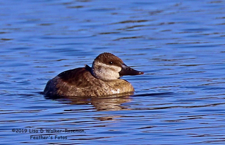 Ruddy Duck - ML181738391