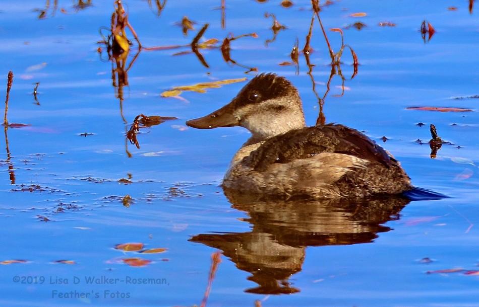 Ruddy Duck - ML181738401