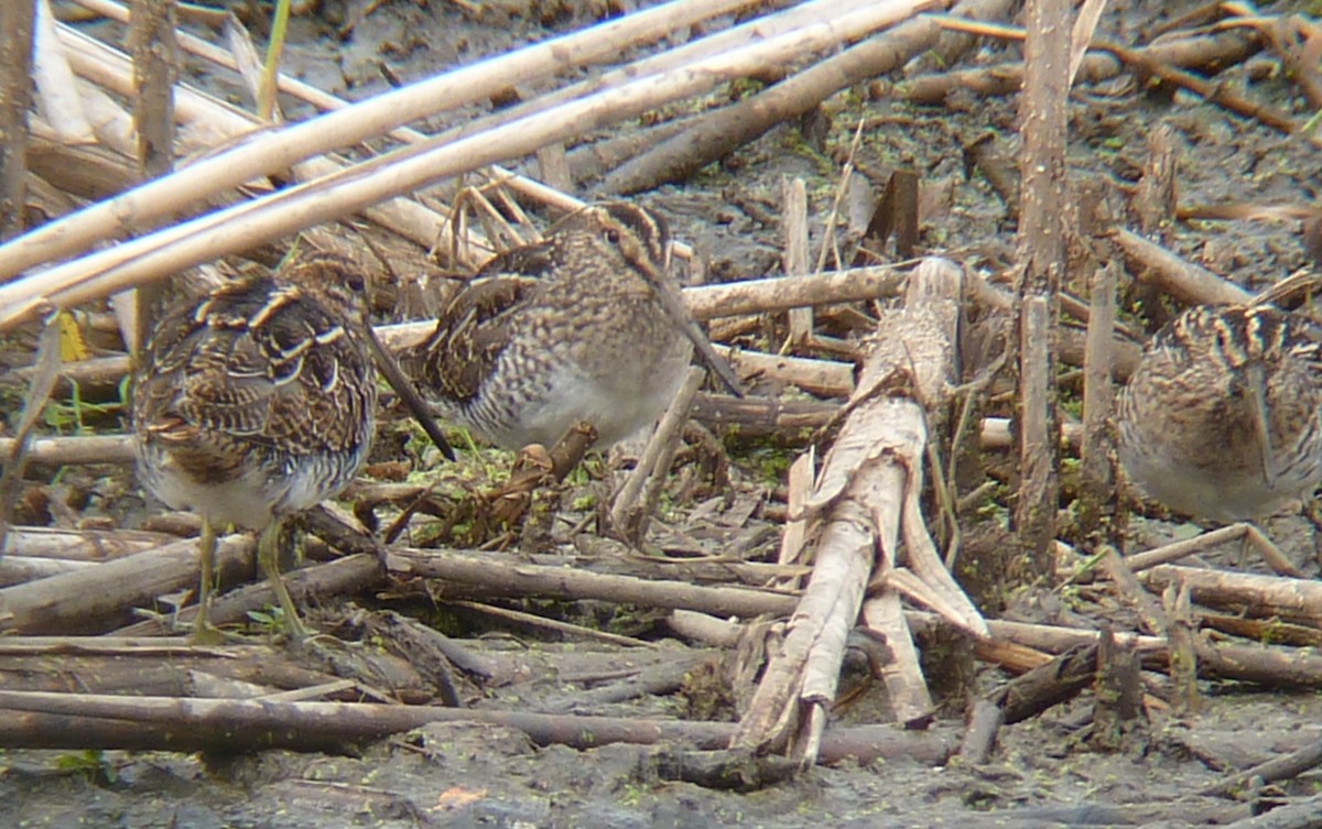 Wilson's Snipe - Rick Bennett