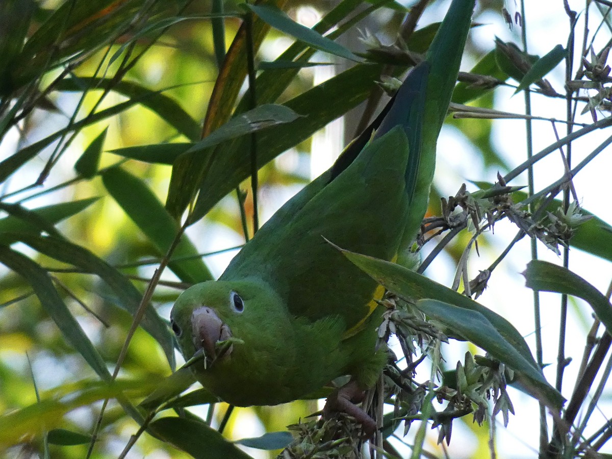 Yellow-chevroned Parakeet - Paulo Krieser