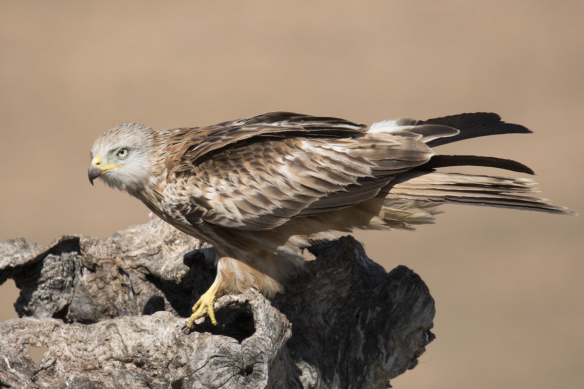 Red Kite - Miguel Rouco