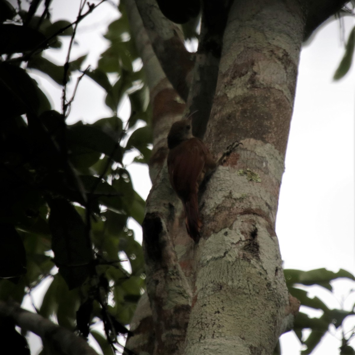 Uniform Woodcreeper (Uniform) - ML181740281