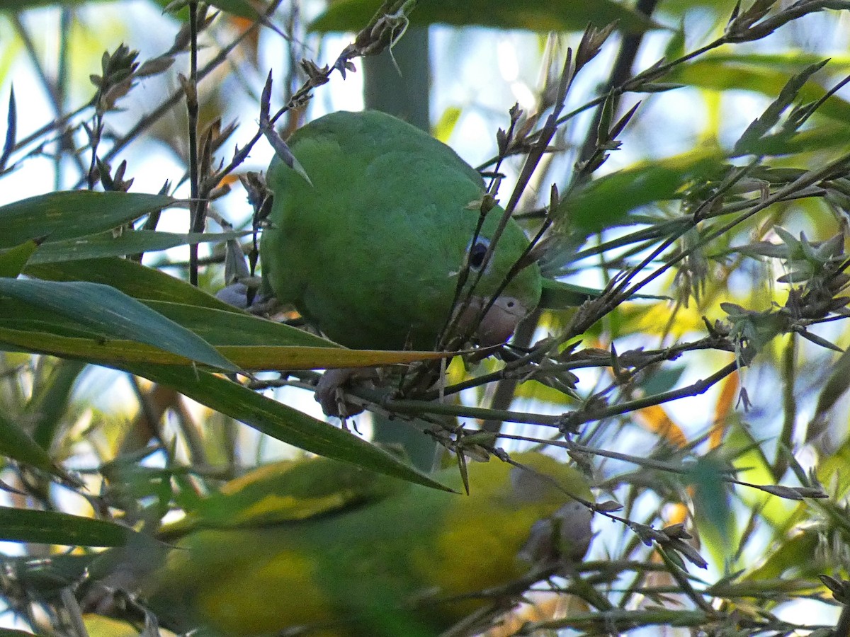 Yellow-chevroned Parakeet - ML181740371