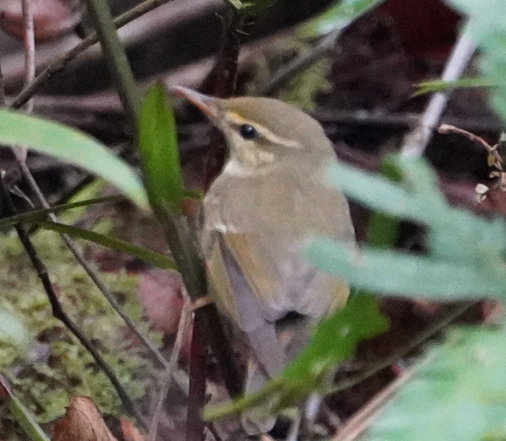 Arctic Warbler - ML181740431