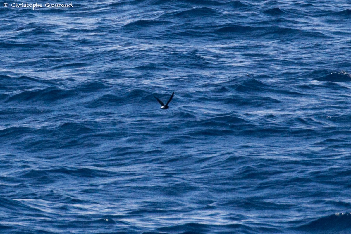 Wedge-rumped Storm-Petrel - ML181740521