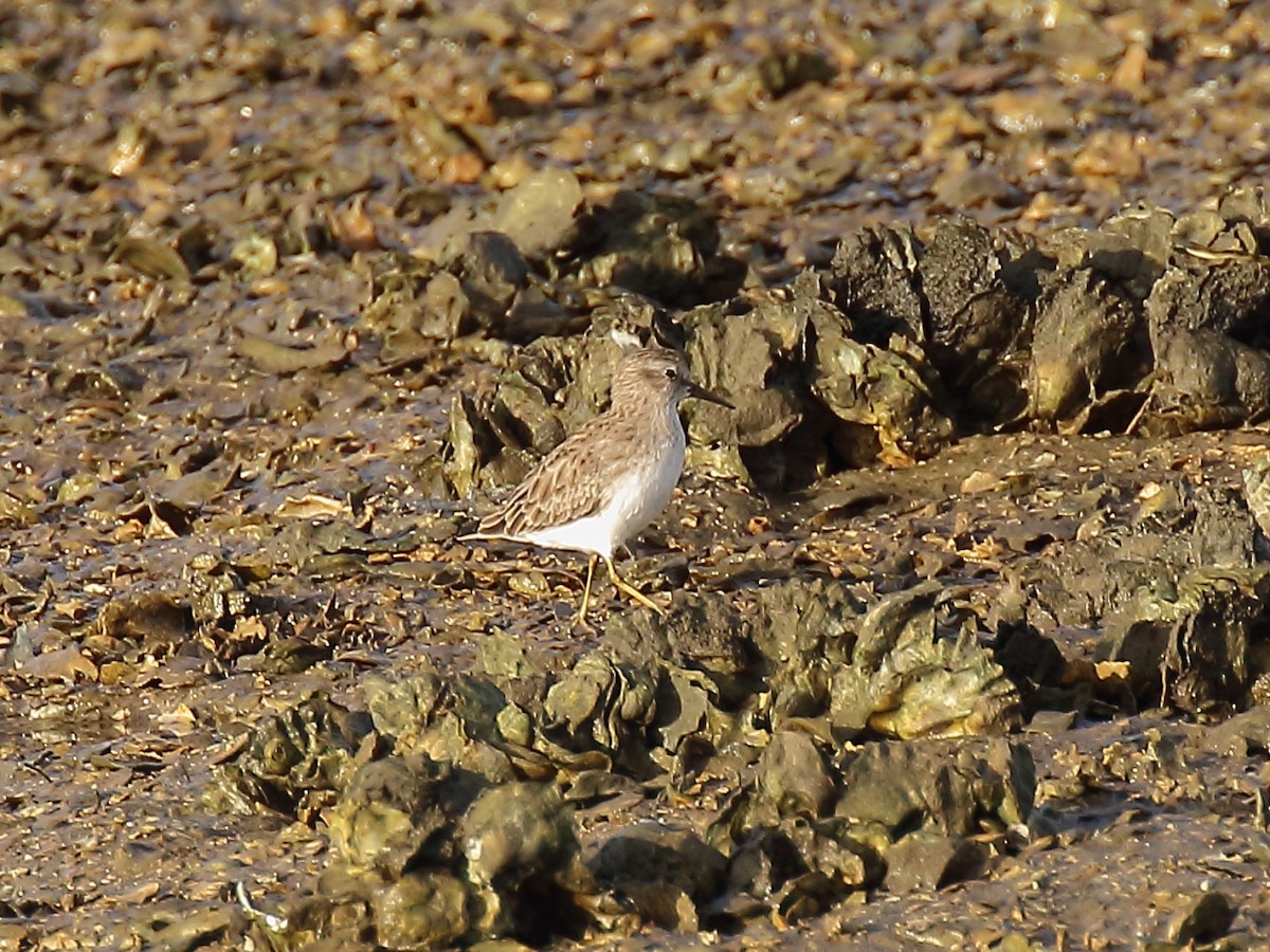 Least Sandpiper - ML181741611