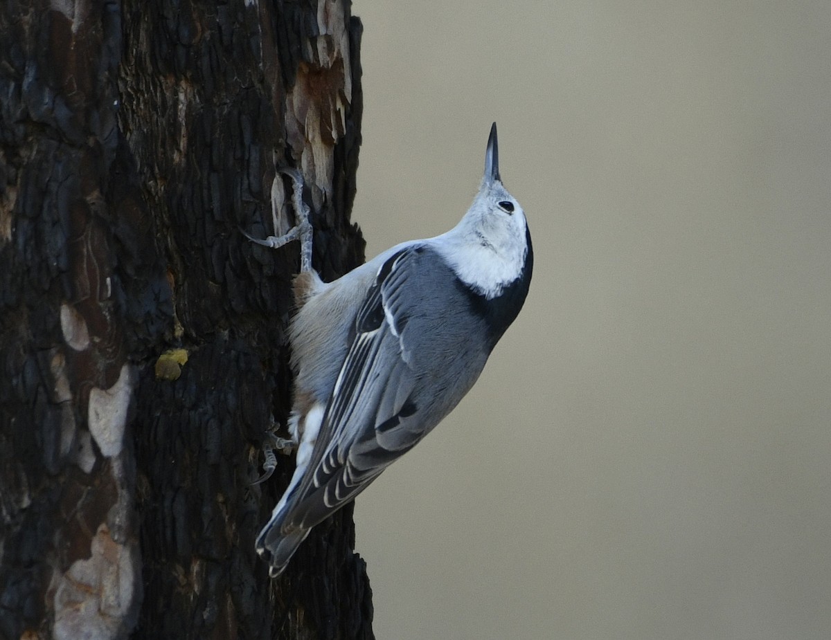 White-breasted Nuthatch - ML181743191