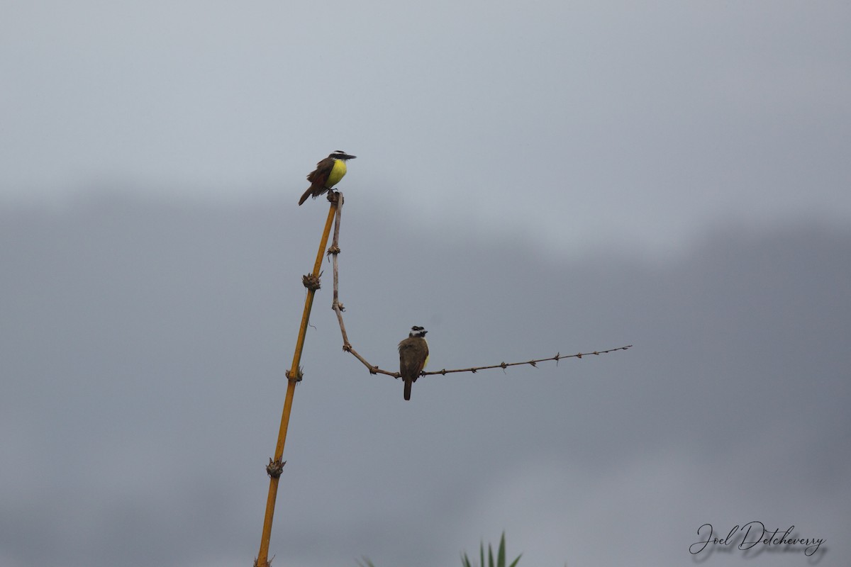 Great Kiskadee - ML181743361