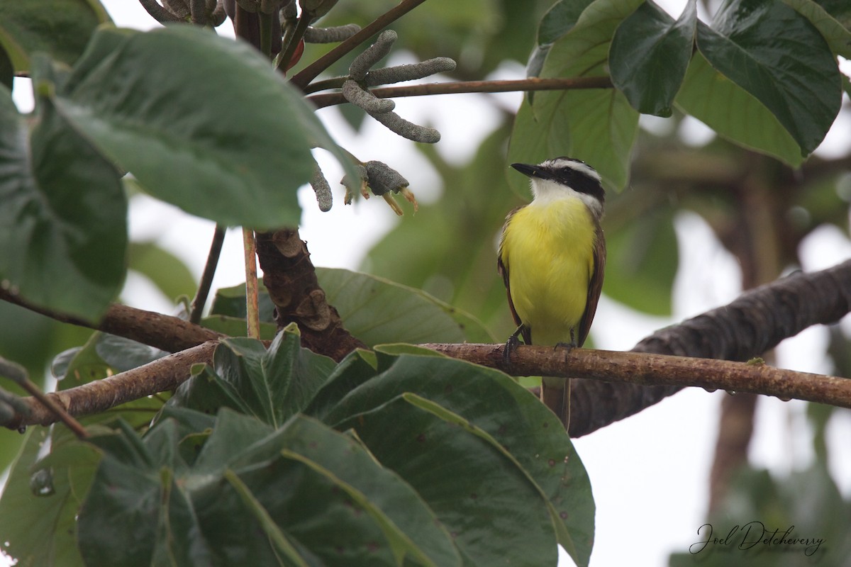 Great Kiskadee - ML181743381