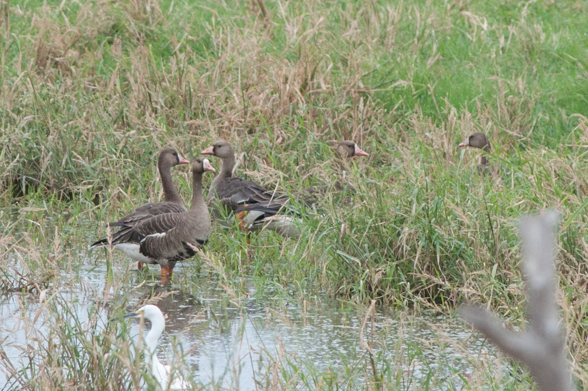 Greater White-fronted Goose - ML181745831
