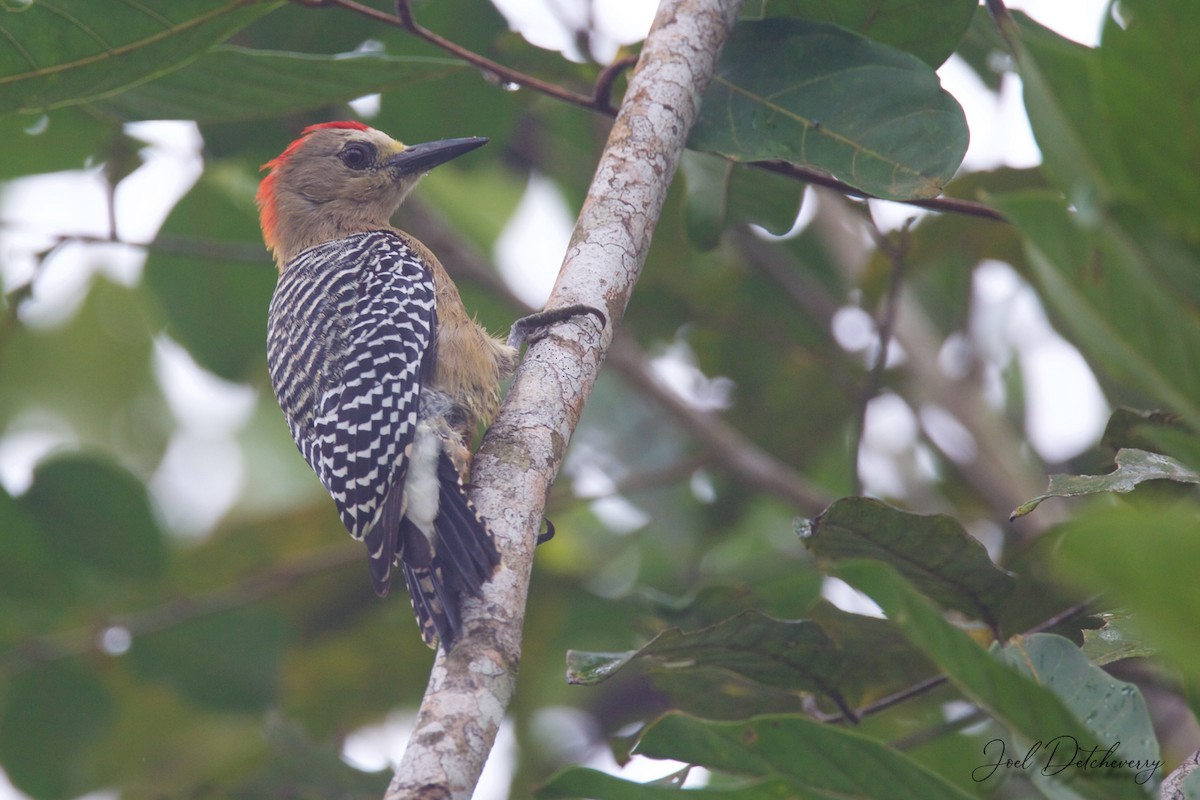 Red-crowned Woodpecker - Detcheverry Joël