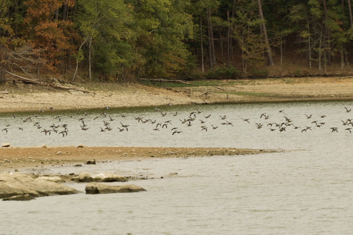 Blue-winged Teal - Rick Remy