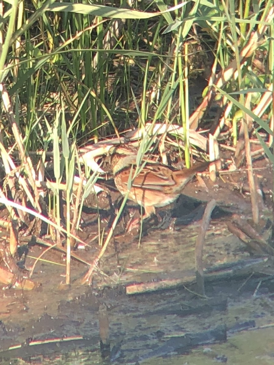 Swamp Sparrow - ML181747151