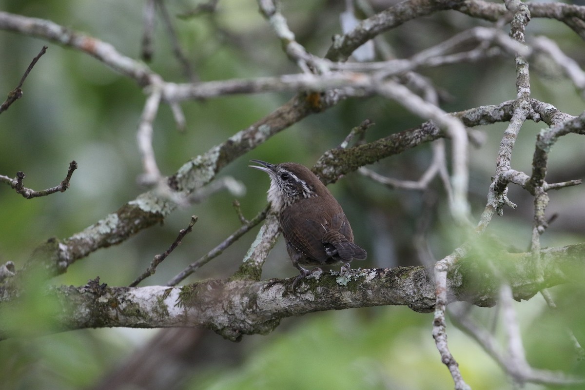 Carolina Wren (White-browed) - ML181747641