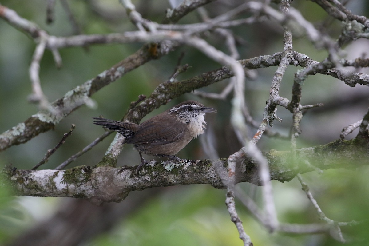 Carolina Wren (White-browed) - John van Dort