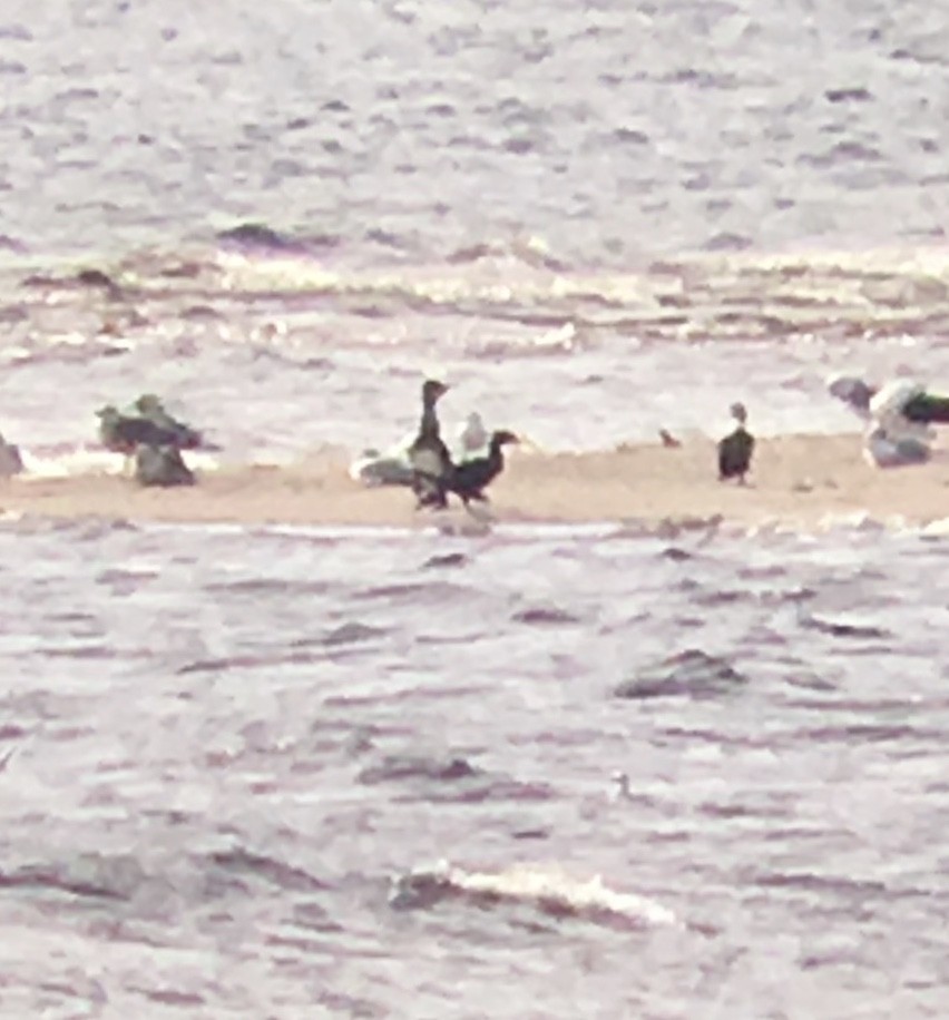 Тураг гогой - ML181748051